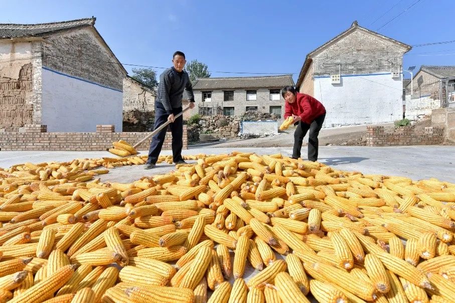湖南常德国家粮食储备库,常德粮食收购,粮食储存,粮食储备库,省级储备粮,粮食交易