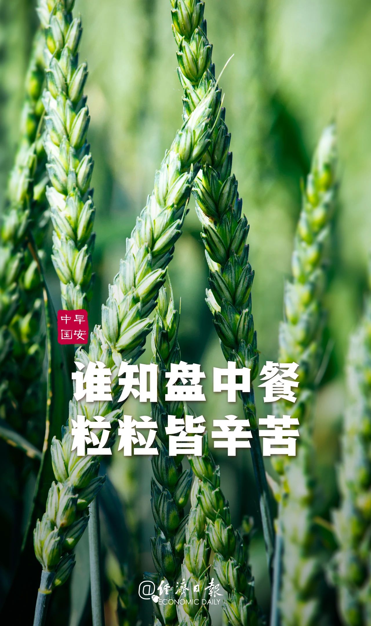 湖南常德国家粮食储备库,常德粮食收购,粮食储存,粮食储备库,省级储备粮,粮食交易